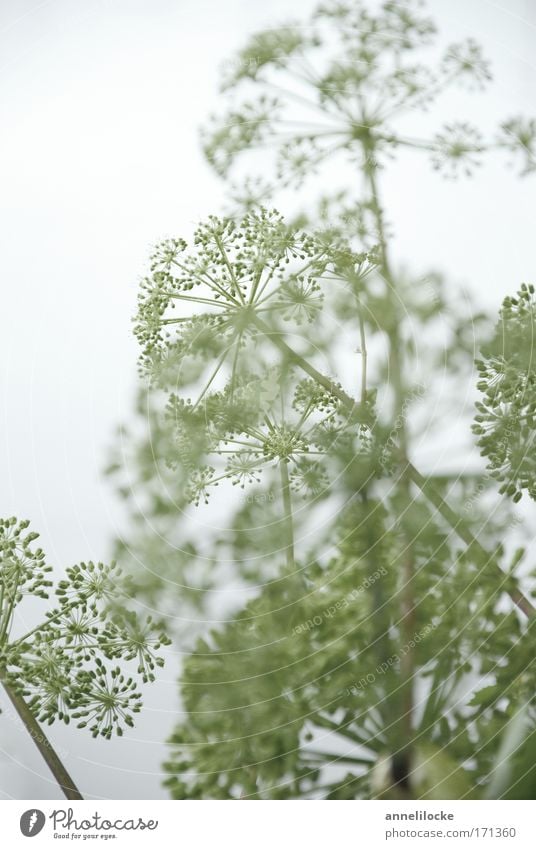 luftig zart Farbfoto Außenaufnahme Textfreiraum links Tag Licht Unschärfe Schwache Tiefenschärfe Umwelt Natur Pflanze Sommer Blüte Grünpflanze Wildpflanze Park