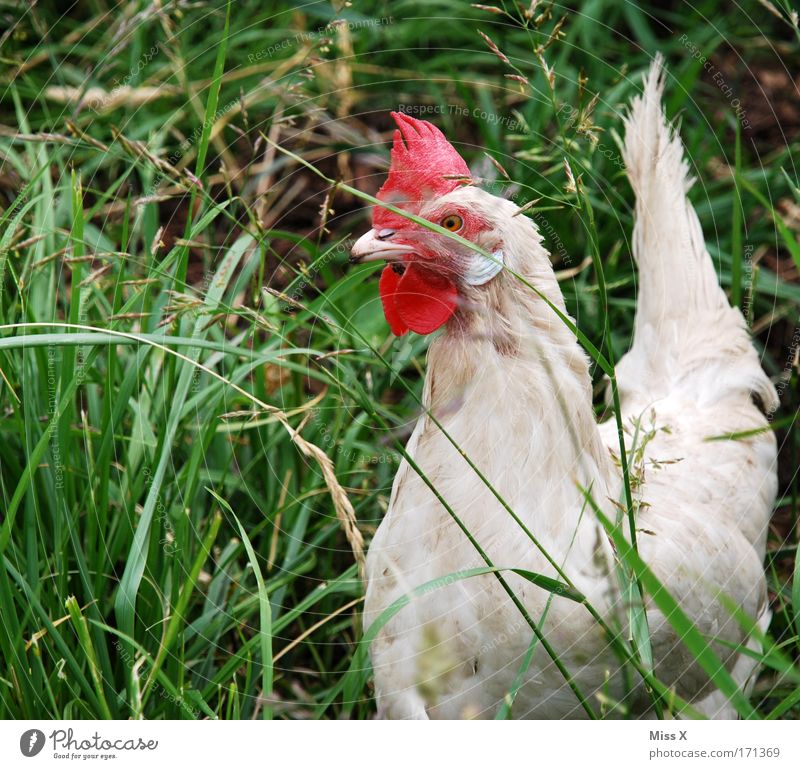 schau mich nicht so an...ich bin zäh Außenaufnahme Nahaufnahme Tierporträt Bioprodukte Natur Gras Sträucher Garten Nutztier Vogel Flügel Zoo 1 füttern Neugier