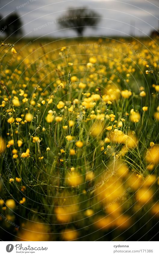 Ein weites Feld Farbfoto Außenaufnahme Nahaufnahme Detailaufnahme Makroaufnahme Menschenleer Textfreiraum links Textfreiraum rechts Textfreiraum oben