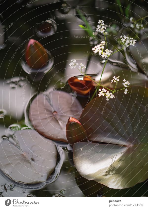 lebendwasser Natur Urelemente Wasser Sommer Pflanze Blatt Blüte Teich Fröhlichkeit Vorsicht ruhig Gesundheit Idylle Sinnesorgane Wellness Seerosen Seerosenblatt