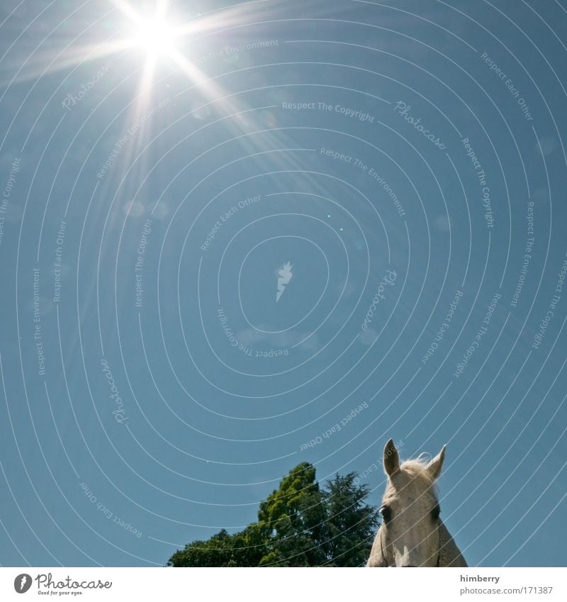 gandalf ist in den schatten gestürzt Farbfoto Außenaufnahme Textfreiraum links Textfreiraum rechts Textfreiraum oben Textfreiraum Mitte Tag Licht Kontrast