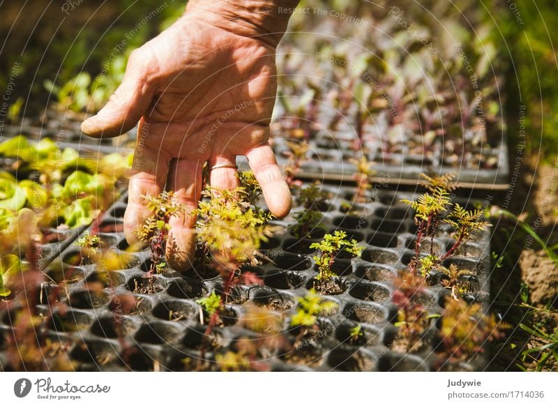 Anfang Lebensmittel Gemüse Kräuter & Gewürze Gesundheit Gesunde Ernährung Freizeit & Hobby Gartenarbeit Landwirtschaft Forstwirtschaft Mensch Hand Finger Sommer