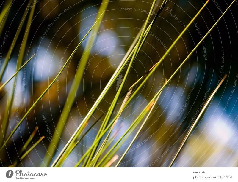 Binsen Spazierstock Schilfrohr biotope Gras blades of grass reed stem grün Grasland nature flora Wiese Pflanze Umwelt pflanzlich Hintergrundbild Wasserpflanze