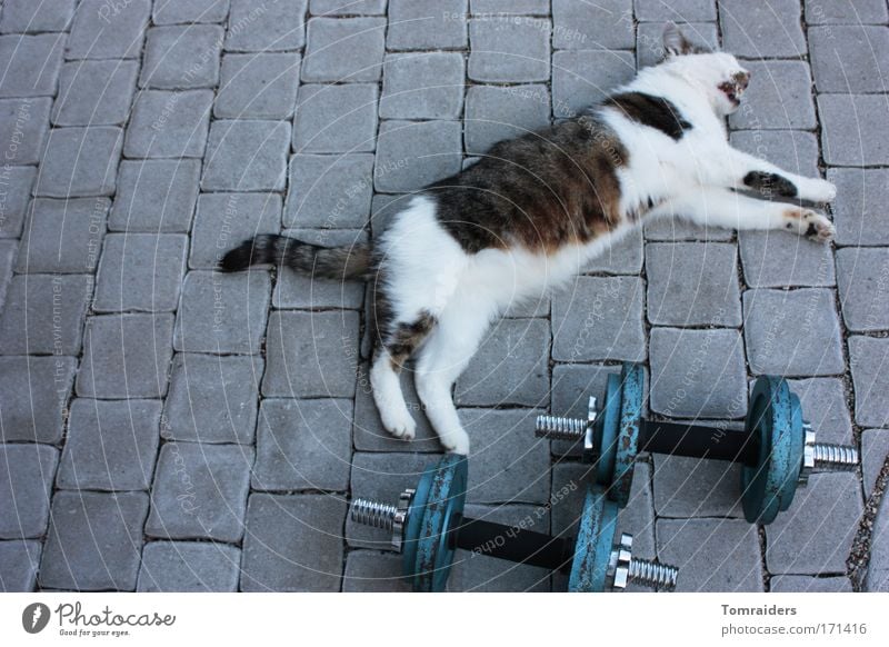 Muskelkater Erholung ruhig Hantel Terrasse Pflastersteine Haustier Katze 1 Tier Stein liegen Sport warten einzigartig muskulös Kraft geduldig Erschöpfung