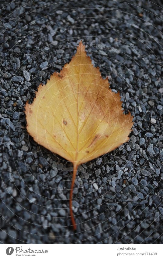 runtergefallen Farbfoto Außenaufnahme Nahaufnahme Detailaufnahme Menschenleer Tag Unschärfe Zentralperspektive Totale Pflanze Blatt alt liegen gelb gold grau