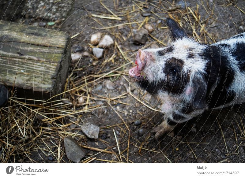 olaf Sommer Heu Tier Haustier Nutztier Tiergesicht Fell Schwein 1 Stein füttern gelb grau rosa schwarz weiß Stall friedlich Appetit & Hunger Farbfoto mehrfarbig