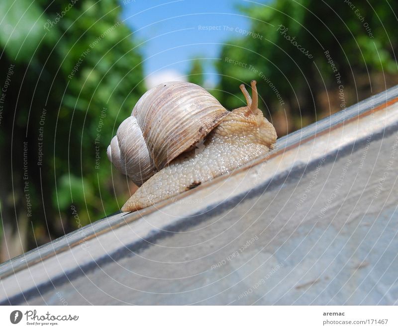 Aufschwung Ost Farbfoto Außenaufnahme Nahaufnahme Makroaufnahme Textfreiraum rechts Textfreiraum unten Tag Totale Börse Karriere Natur Tier Himmel Wege & Pfade