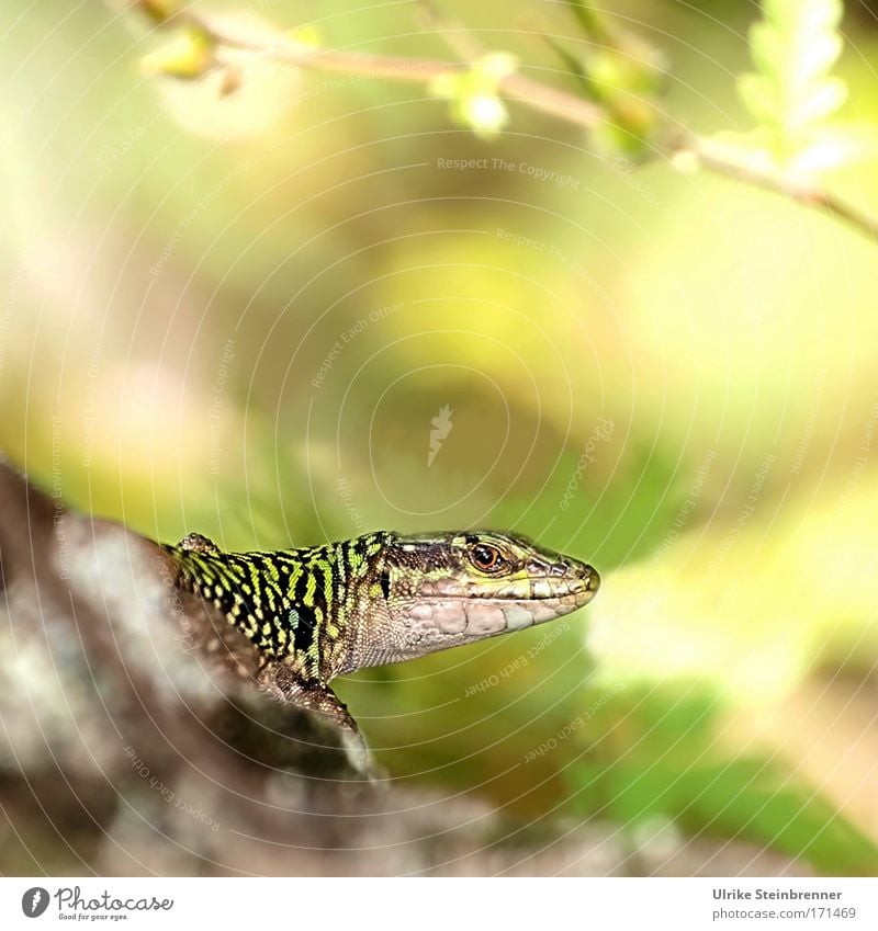 Eidechse schaut wachsam Natur Tier Wildtier Tiergesicht Schuppen Reptil 1 atmen beobachten sitzen warten Freundlichkeit glänzend kalt natürlich Neugier