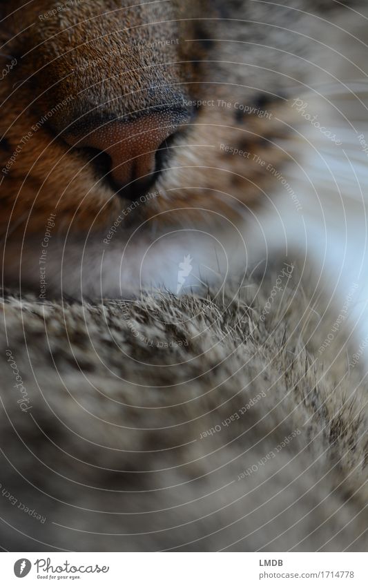 Lilly Löwe I Tier Haustier Katze 1 niedlich weich braun Zufriedenheit Geborgenheit Warmherzigkeit Tierliebe friedlich Gelassenheit ruhig Schnauze Schnurrhaar