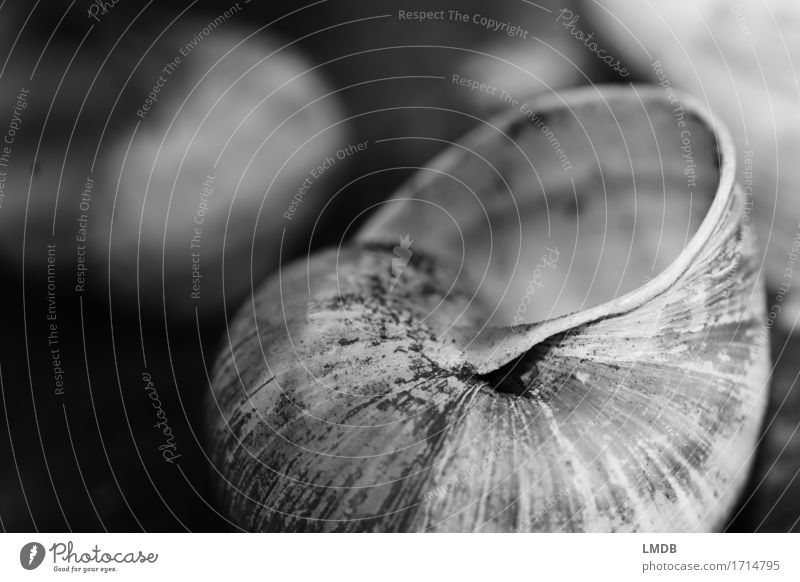 Schneckenwohnung III Tier 1 schwarz weiß Hoffnung Glaube demütig Traurigkeit Sorge Trauer Tod Schneckenhaus Rest Hülle Vergänglichkeit dunkel Schwarzweißfoto