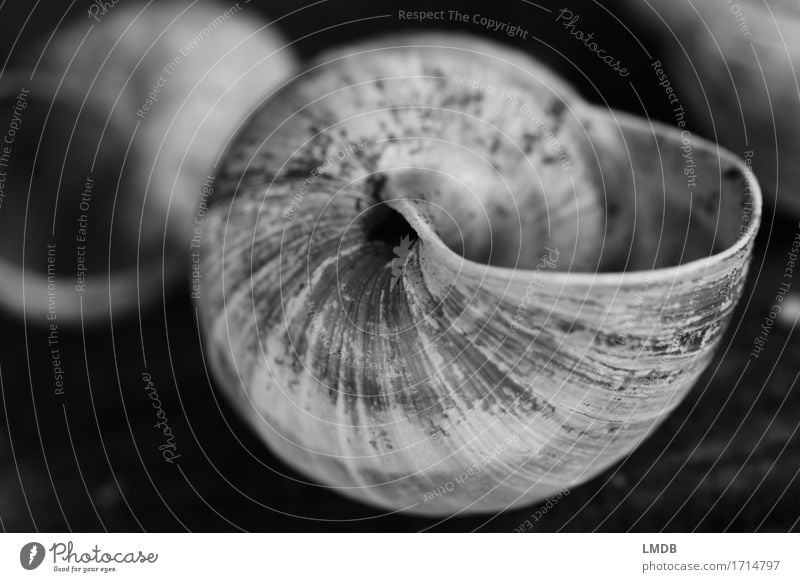 Schnecken-Schaufel I Tier 1 schwarz weiß Glaube demütig Traurigkeit Sorge Trauer Tod Schneckenhaus Windung gedreht dreckig Furche Vergänglichkeit Verfall alt