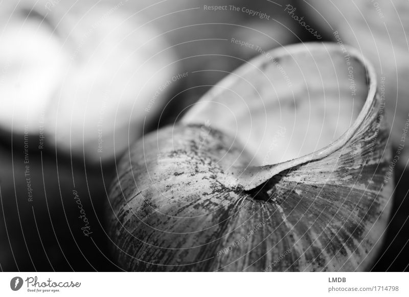 Schneckenwohnung I Tier 1 schwarz weiß Glaube demütig Traurigkeit Sorge Trauer Tod Schneckenhaus Rest Hülle Vergänglichkeit dunkel Schwarzweißfoto Nahaufnahme