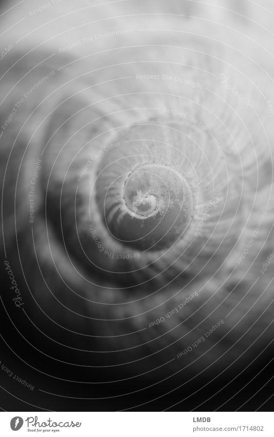 Spirale von Schwarz nach Weiß Tier rund schwarz weiß trösten Vorsicht geduldig ruhig Selbstbeherrschung Glaube demütig Traurigkeit Sorge Trauer Tod