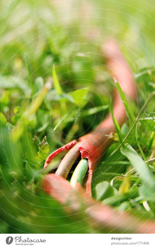 Gefährliches Reptil Farbfoto Außenaufnahme Nahaufnahme Detailaufnahme Textfreiraum oben Tag Sonnenlicht Unschärfe Schwache Tiefenschärfe Garten Gartenarbeit