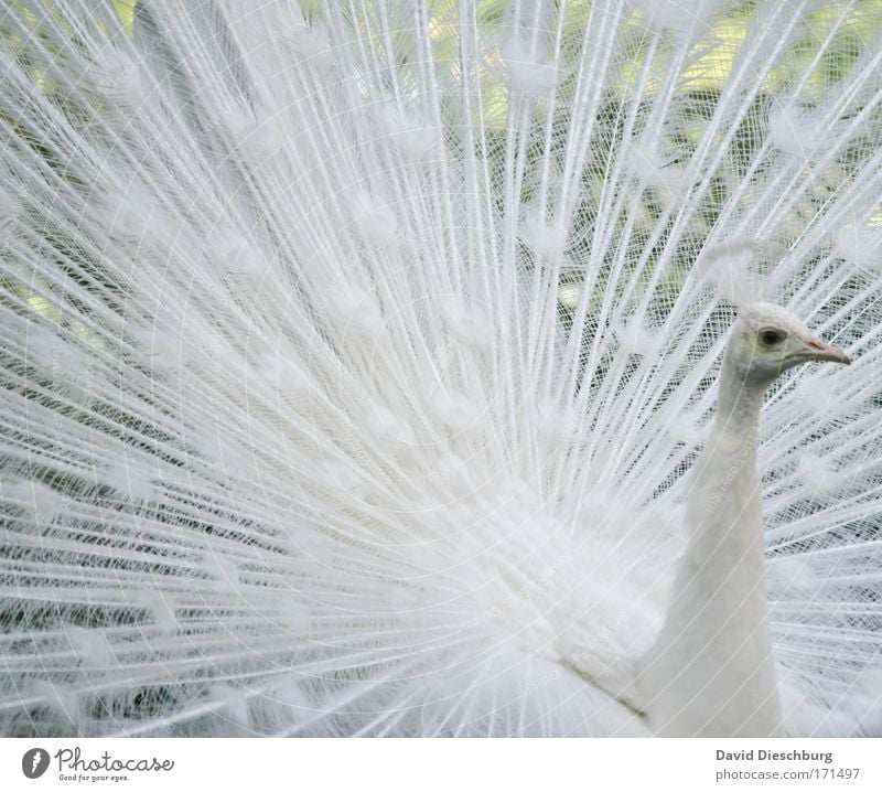 White man in action Farbfoto Außenaufnahme Detailaufnahme Strukturen & Formen Tag Kontrast Zentralperspektive Tierporträt Natur Wildtier Vogel Tiergesicht