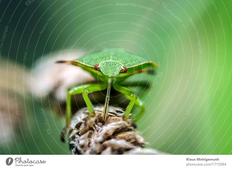 1/10 mm Tiefenschärfe Umwelt Natur Tier Frühling Sommer Herbst Gras Park Wald Käfer Tiergesicht Nymphe Stinkwanze beobachten Blick sitzen trinken ästhetisch