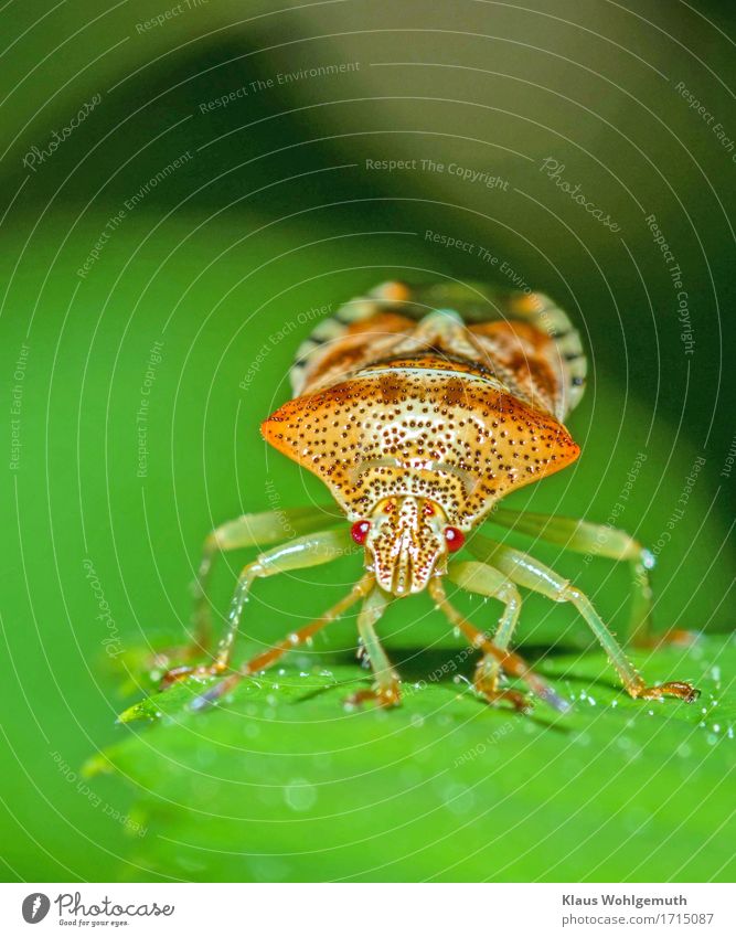 Eigentlich habe ich Angst Umwelt Natur Tier Sommer Grünpflanze Park Wald Baumwanze Facettenauge 1 beobachten sitzen Erotik blau grün orange schwarz Farbfoto