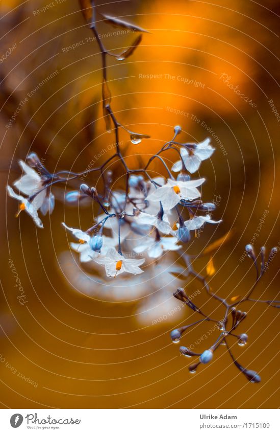 Jasmin Leuchten Design schön Wohlgefühl Zufriedenheit Sinnesorgane Erholung Meditation Garten Innenarchitektur Dekoration & Verzierung Natur Pflanze Sommer