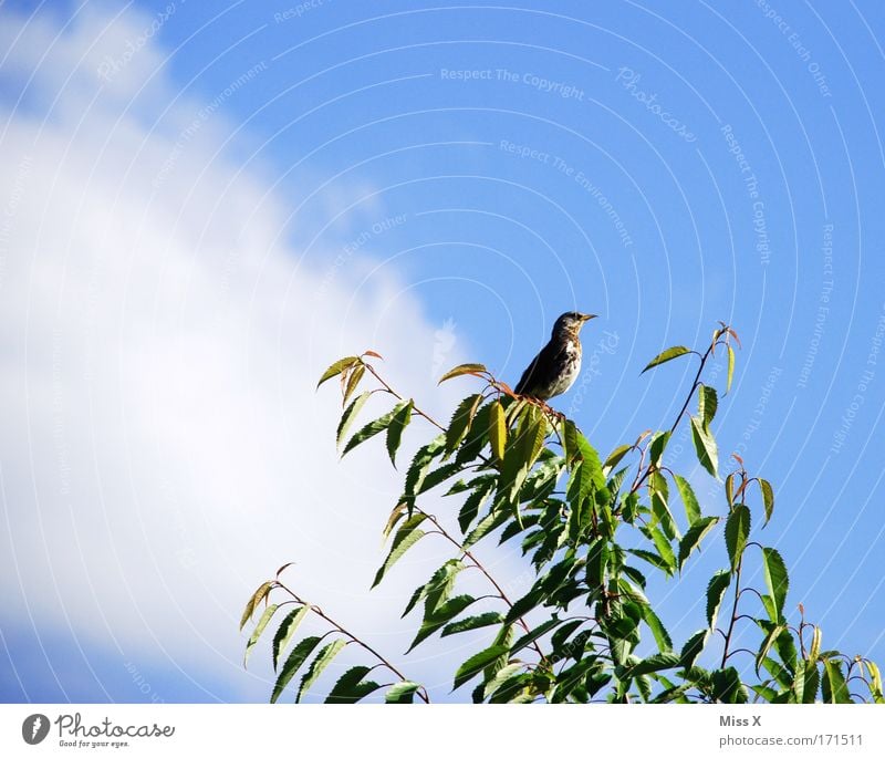 Wärmen in der Sonne Außenaufnahme Nahaufnahme Sonnenlicht Tierporträt Natur Himmel Schönes Wetter Sträucher Blatt Wildtier Vogel Flügel 1 Tierjunges fliegen