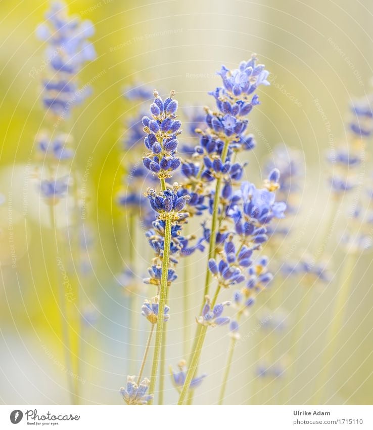 Lavendel Traum Umwelt Natur Pflanze Sommer Blume Blüte Nutzpflanze Topfpflanze Heilpflanzen Alternativmedizin Sedativum ätherische Öl ätherisches Öl