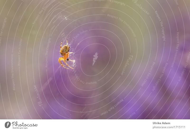 Spinne im Licht Natur Tier Sonnenlicht Sommer Schönes Wetter Garten Park Feld Wildtier Insekt Kreuzspinne 1 entdecken glänzend krabbeln authentisch gruselig