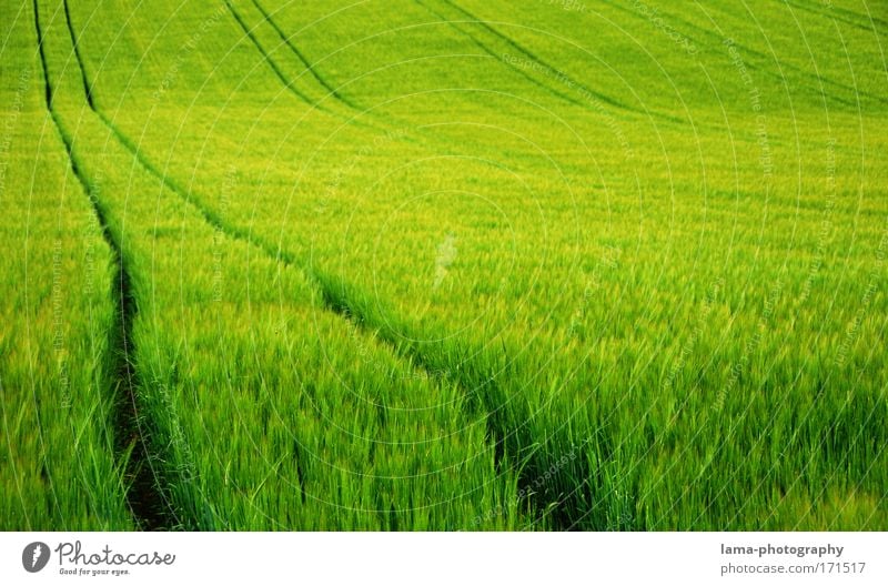 Roggenmeer Farbfoto mehrfarbig Außenaufnahme Textfreiraum rechts Textfreiraum oben Hintergrund neutral Tag Schwache Tiefenschärfe Panorama (Aussicht)