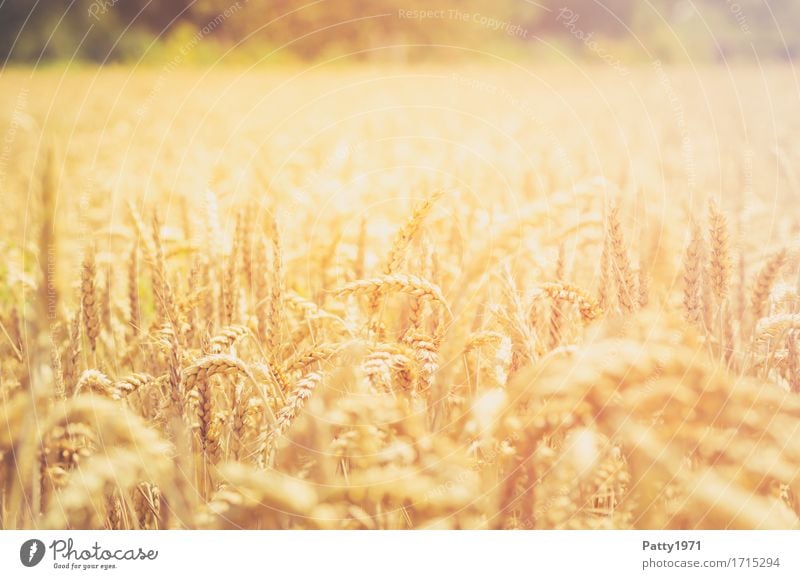 Getreide Landwirtschaft Forstwirtschaft Sommer Pflanze Nutzpflanze Weizen Weizenfeld Ähren Feld nachhaltig natürlich gelb gold Wachstum Farbfoto Außenaufnahme