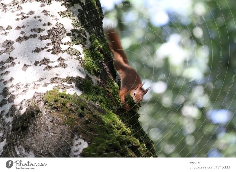 eichhörnchen auf moosfang II Umwelt Natur Pflanze Tier Sommer Baum Moos Wildtier Eichhörnchen 1 festhalten natürlich niedlich wild fleißig ansammeln Sammlung