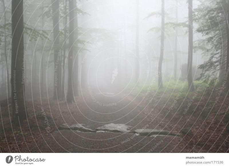 Nebelspaziergang III Farbfoto Außenaufnahme Umwelt Wetter schlechtes Wetter Gewitter Baum Wald dunkel unheimlich Perspektive Blick Baumstamm Märchen Märchenwald