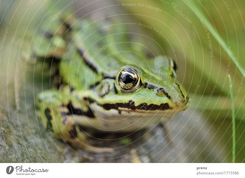 Am Teich Umwelt Natur Tier Sommer Schönes Wetter Wildtier Frosch 1 grün sitzen Stein Halm Auge Blick Farbfoto Außenaufnahme Nahaufnahme Menschenleer