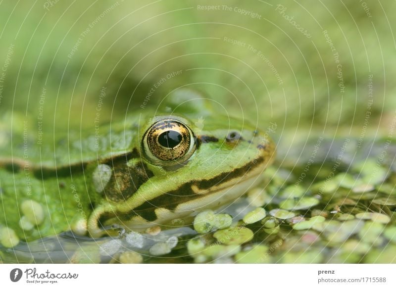 Im Teich Umwelt Natur Tier Sommer Schönes Wetter Wildtier Frosch 1 grün Schwimmen & Baden Käfer Blatt Blick Kopf Auge Farbfoto Außenaufnahme Nahaufnahme