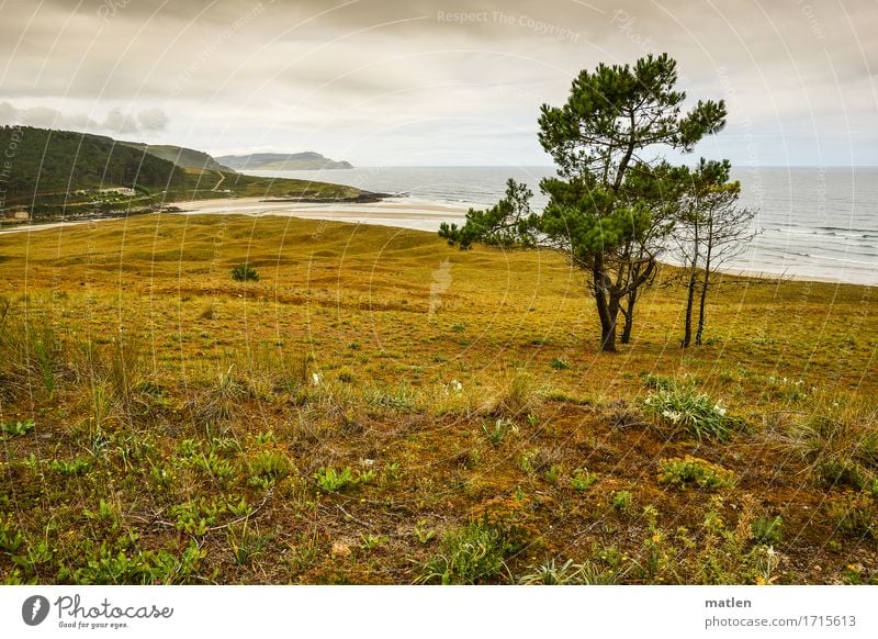 rauh Natur Landschaft Pflanze Wasser Himmel Wolken Baum Gras Wiese Wald Hügel Felsen Wellen Küste Flussufer Strand Bucht Meer kalt braun grau grün Farbfoto