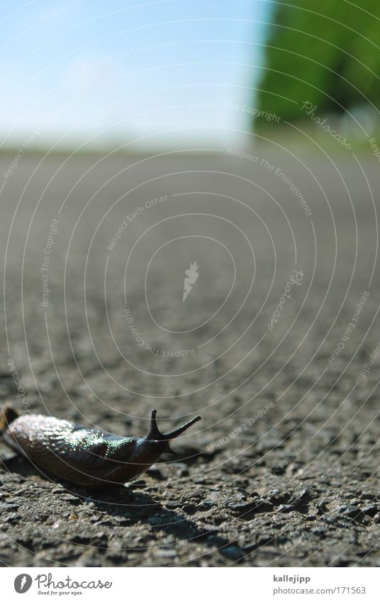 strassenstrich Farbfoto mehrfarbig Makroaufnahme Textfreiraum oben Tag Schatten Kontrast Unschärfe Blick nach vorn Umwelt Natur Landschaft Pflanze Tier Erde