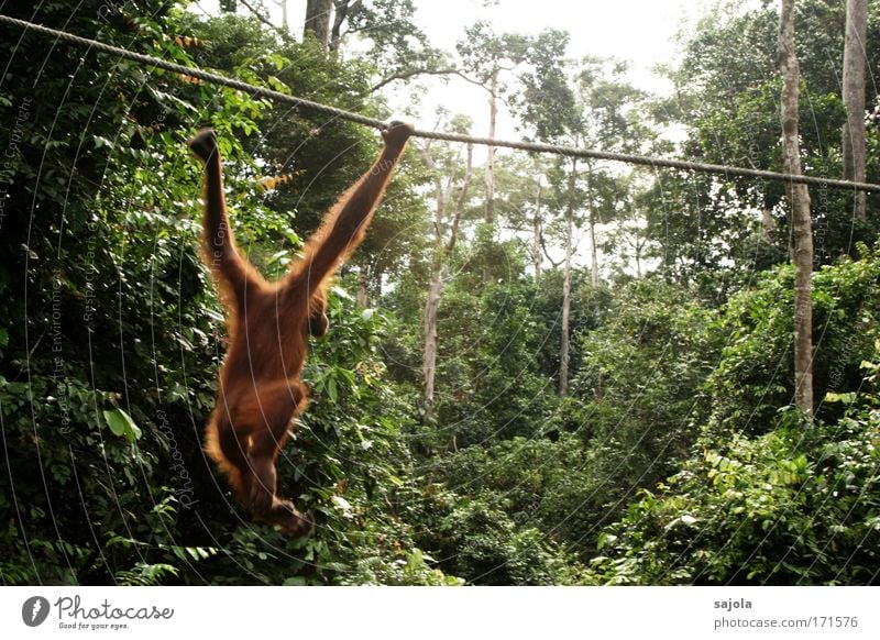 affe im vormarsch Farbfoto Außenaufnahme Tag Bewegungsunschärfe Tierporträt Ganzkörperaufnahme Profil Umwelt Natur Baum Urwald Borneo Asien Wildtier Fell Zoo