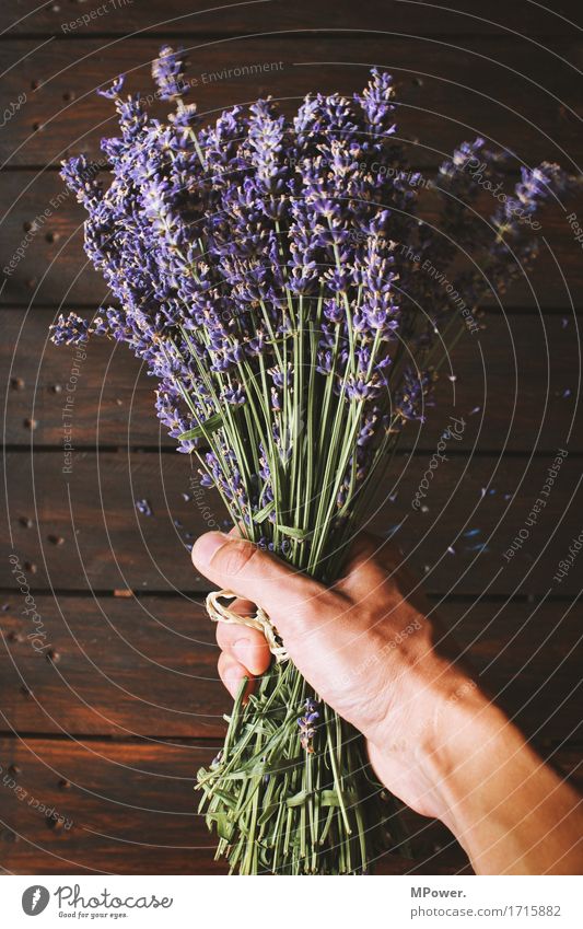 lavendel Lavendel violett Blumenstrauß Boden Bündel Pflanze Öl Geruch frisch Gesundheit Gesundheitswesen geschnitten Dekoration & Verzierung Hand festhalten