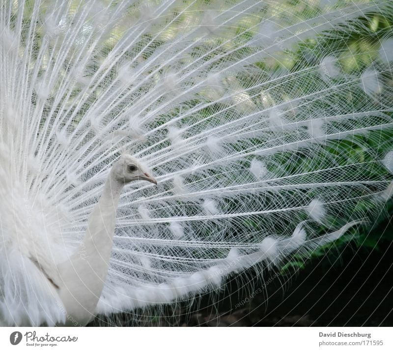 Stolz und schön Farbfoto Außenaufnahme Detailaufnahme Strukturen & Formen Tag Kontrast Tierporträt Profil Natur Wildtier Vogel Tiergesicht Zoo 1 weiß Pfau Feder