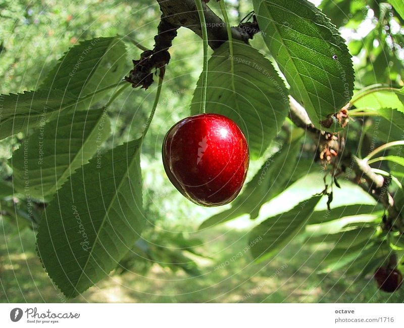 Kirschbaum Kirsche Blatt Sommertag Frucht Garten