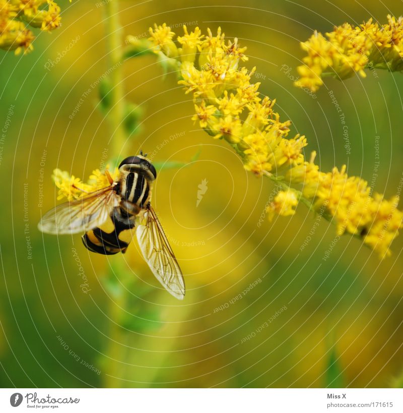 250. und mein Lieblings-Insekt Farbfoto Außenaufnahme Makroaufnahme Menschenleer Schwache Tiefenschärfe Umwelt Natur Pflanze Sträucher Blüte Wildpflanze Park