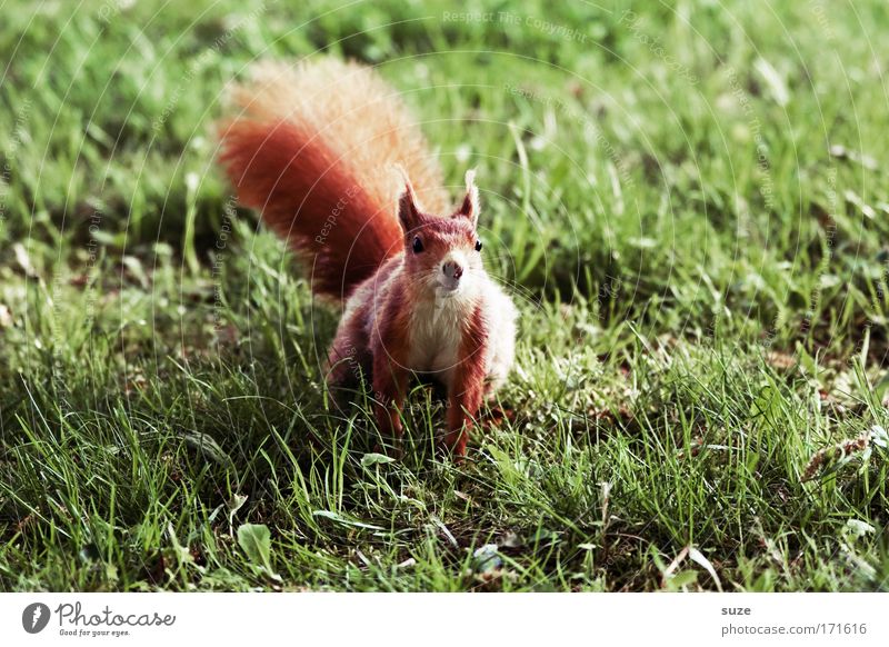 ... kann Karate! Umwelt Natur Landschaft Pflanze Tier Klima Gras Wiese Fell Wildtier Eichhörnchen Nagetiere 1 frech klein niedlich wild grün rot Neugier