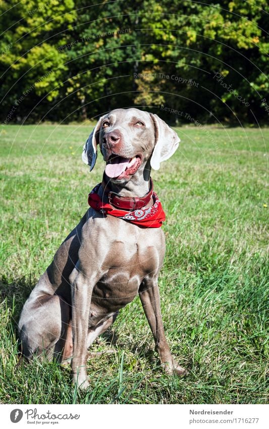 Tia Ausflug wandern Sommer Herbst Schönes Wetter Gras Wiese Wald Tier Haustier Hund 1 Fitness sitzen warten Freundlichkeit positiv Tierliebe friedlich achtsam