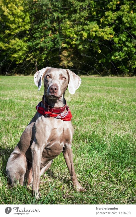 Tia Ausflug wandern Sommer Herbst Schönes Wetter Gras Wiese Wald Tier Haustier Hund 1 Fitness sitzen warten Freundlichkeit positiv friedlich achtsam Wachsamkeit