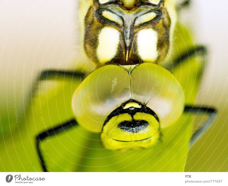 Don't get too close! Tier festhalten hängen krabbeln Blick außergewöhnlich bedrohlich Ekel exotisch fantastisch groß Neugier grün Erfahrung Natur Vertrauen