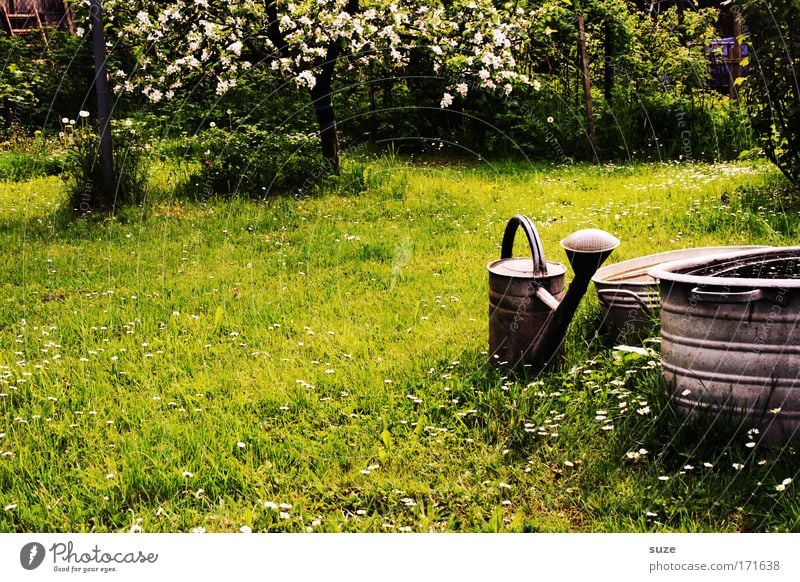 Volle Kanne Garten Gartenarbeit Umwelt Natur Pflanze Schönes Wetter Baum Gras Wiese Gießkanne authentisch Idylle grün Erholung Blühend Farbfoto Außenaufnahme