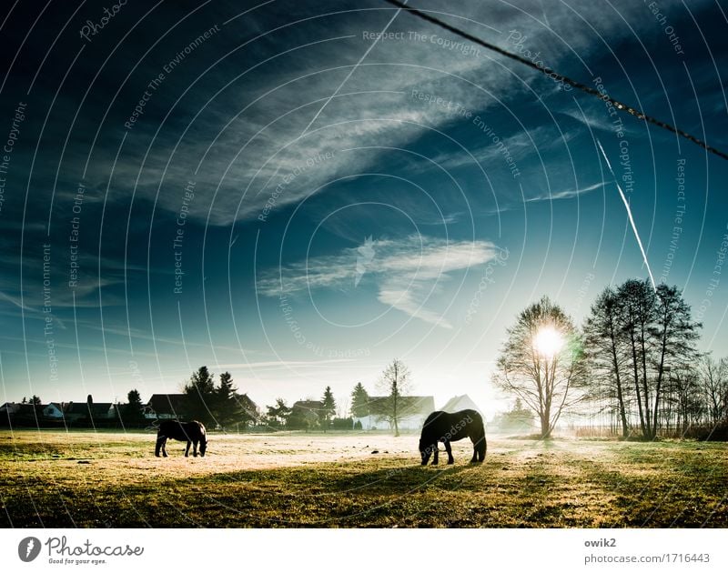 Frühstück zu zweit Umwelt Natur Landschaft Pflanze Tier Urelemente Himmel Wolken Sonnenaufgang Sonnenuntergang Winter Klima Schönes Wetter Baum Gras Wiese Weide