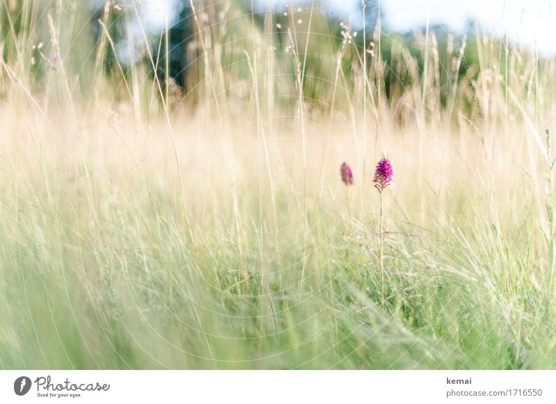 Natural beauties harmonisch Wohlgefühl Zufriedenheit ruhig Umwelt Pflanze Sonnenlicht Sommer Schönes Wetter Blume Gras Wildpflanze Wiese Blühend Wachstum frei