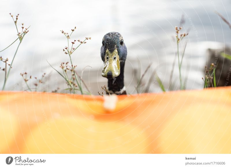 Der Chef Brot Picknick Ausflug Natur Tier Wasser Sonnenlicht Sommer Gras Seeufer Wildtier Ente Erpel 1 Decke Picknickdecke beobachten Blick warten authentisch