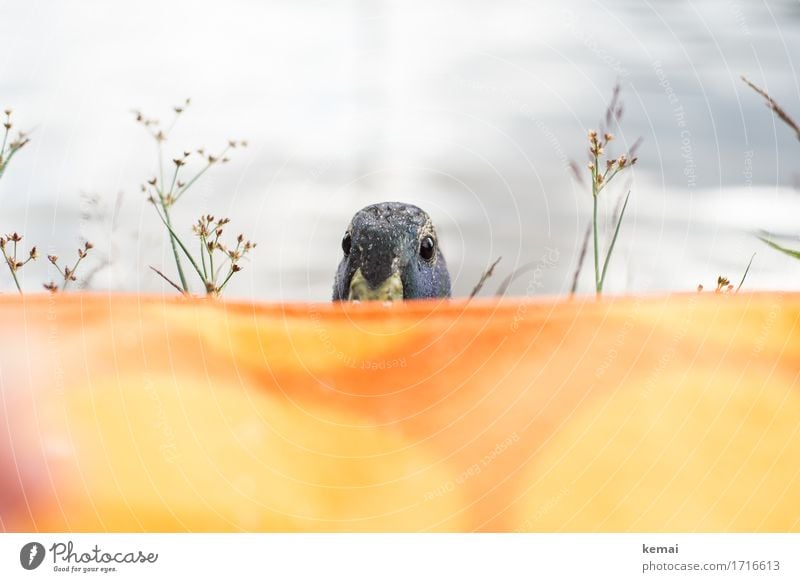 Seeungeheuer Umwelt Natur Tier Wasser Sonnenlicht Sommer Gras Sträucher Seeufer Wildtier Tiergesicht Ente Erpel 1 Decke Picknickdecke Blick authentisch frech