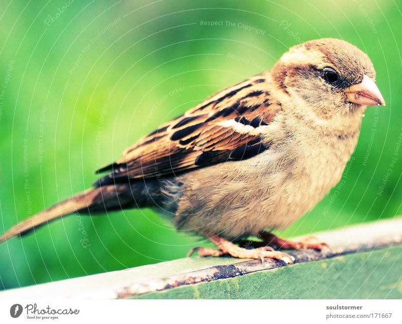 Piepmatz Farbfoto Außenaufnahme Menschenleer Textfreiraum oben Hintergrund neutral Unschärfe Schwache Tiefenschärfe Tierporträt Ganzkörperaufnahme