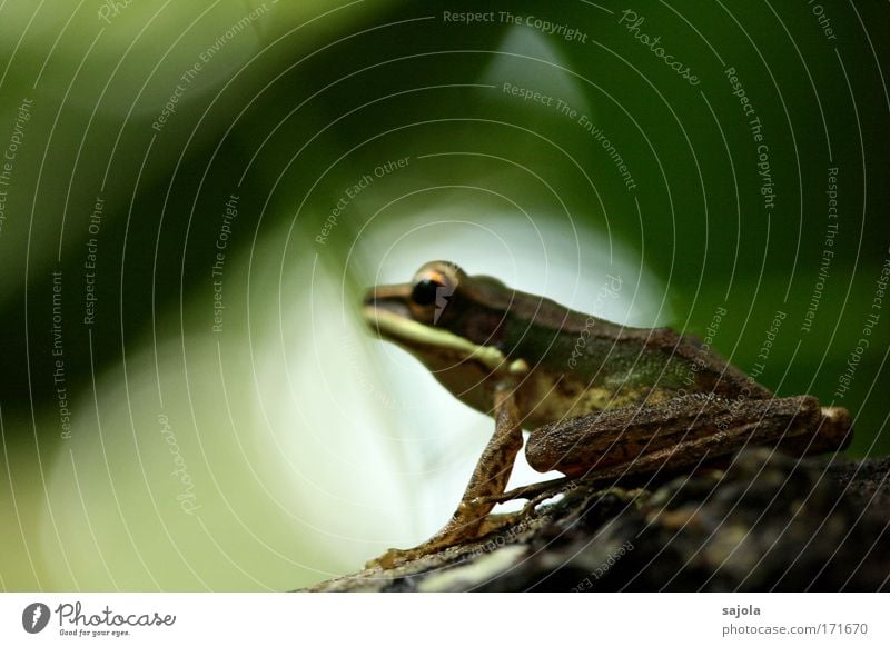 frosch im brennpunkt Umwelt Natur Tier Urwald Borneo Asien Wildtier Frosch Froschschenkel 1 beobachten Blick sitzen warten natürlich grün Farbfoto Außenaufnahme