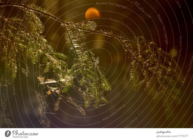 Wald Farbfoto Gedeckte Farben Außenaufnahme Abend Reflexion & Spiegelung Lichterscheinung Umwelt Natur Pflanze Baum leuchten braun grün ruhig Vergänglichkeit